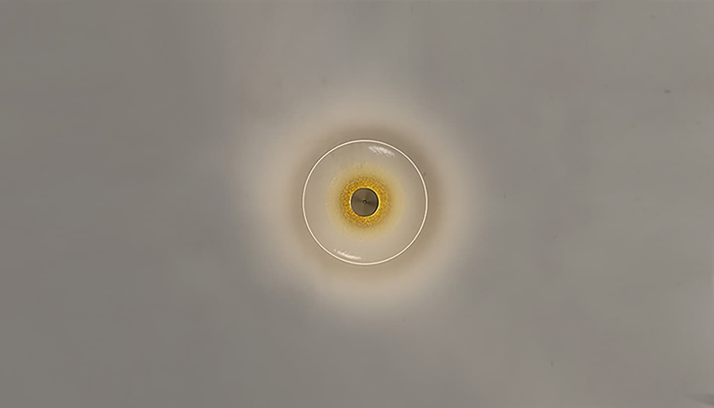 Golden Disc wall lamp